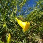 Cascabela thevetia flower picture by Etienne Callens (cc-by-sa)