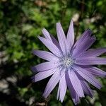 Lactuca perennis flower picture by Roger MATHIEU (cc-by-sa)