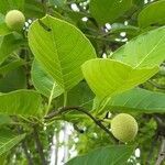 Neolamarckia cadamba fruit picture by Virendra Singh Shekhawat (cc-by-sa)