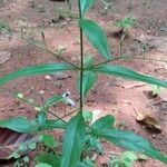 Andrographis paniculata flower picture by Rejitha Stalin (cc-by-sa)