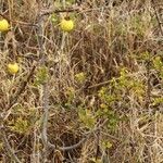 Solanum linnaeanum habit picture by Szabolcs Frater (cc-by-sa)