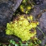 Utricularia minor leaf picture by Maria Grazia Corradi (cc-by-sa)