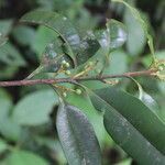 Calophyllum brasiliense habit picture by Nelson Zamora Villalobos (cc-by-nc)