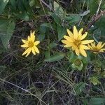 Silphium asteriscus flower picture by Natures Guy (cc-by-sa)