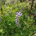 Lupinus argenteus flower picture by Nathan Bohman (cc-by-sa)