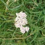 Achillea millefolium flower picture by macchia1 (cc-by-sa)