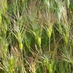 Aegilops neglecta habit picture by López Javier (cc-by-sa)