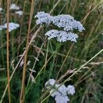 Achillea nobilis flower picture by Dominique Vioux (cc-by-sa)