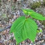 Acer pensylvanicum leaf picture by Christopher Lewis (cc-by-sa)