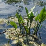 Alisma plantago-aquatica leaf picture by Egon Krogsgaard (cc-by-sa)