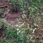 Bidens alba habit picture by Horta Pérez (cc-by-sa)