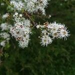 Kunzea ambigua flower picture by Chris Lucas (cc-by-sa)