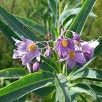 Solanum glaucophyllum flower picture by Trap Hers (cc-by-sa)