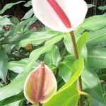 Anthurium andraeanum flower picture by Claudine Biringer (cc-by-sa)