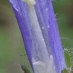 Campanula lingulata flower picture by Stefana Popova (cc-by-sa)