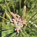 Pinus halepensis flower picture by Monteiro Henrique (cc-by-sa)