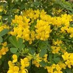 Coronilla coronata flower picture by Roselyne CHARVET DISCHLY (cc-by-sa)