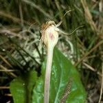 Arachnitis uniflora flower picture by Daniel Barthelemy (cc-by-nc)