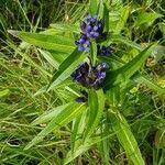 Gentiana cruciata flower picture by JLuc Hubert (cc-by-sa)