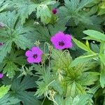 Geranium psilostemon habit picture by David Hocken (cc-by-sa)