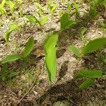 Convallaria majalis leaf picture by Klaudia Maskiewicz (cc-by-sa)