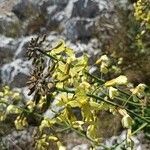 Brassica montana flower picture by Aurore GRANGIER (cc-by-sa)