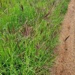 Bothriochloa insculpta habit picture by susan brown (cc-by-sa)