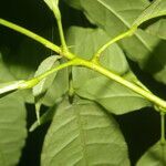 Peltostigma guatemalense leaf picture by Nelson Zamora Villalobos (cc-by-nc)