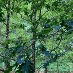 Quercus robur habit picture by Collados Ana (cc-by-sa)