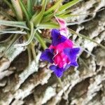 Tillandsia aeranthos flower picture by del Sur Rocio (cc-by-sa)