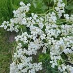 Parthenium integrifolium flower picture by Katie Eickman (cc-by-sa)