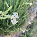 Silene paradoxa flower picture by David James (cc-by-sa)