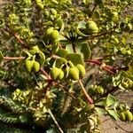 Euphorbia paralias fruit picture by Sans Attaches (cc-by-sa)