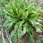 Rumex patientia habit picture by Pokotilo Olga (cc-by-sa)