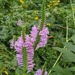 Physostegia virginiana flower picture by Libby Janes (cc-by-sa)