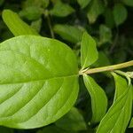 Monnina parasylvatica leaf picture by Nelson Zamora Villalobos (cc-by-nc)