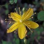 Hypericum nummularium flower picture by Denis Bastianelli (cc-by-sa)