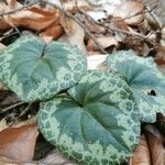 Cyclamen purpurascens leaf picture by Julia Tinhof (cc-by-sa)