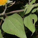 Tithonia rotundifolia leaf picture by Nelson Zamora Villalobos (cc-by-nc)