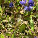 Polygala amara leaf picture by grutz (cc-by-sa)