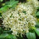 Sambucus australis flower picture by Trap Hers (cc-by-sa)