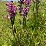 Pedicularis rostratospicata habit picture by DOMINIQUE BLANC (cc-by-sa)