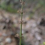 Russelia sarmentosa leaf picture by Nelson Zamora Villalobos (cc-by-nc)