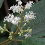 Miconia laevigata flower picture by claire Felloni (cc-by-sa)