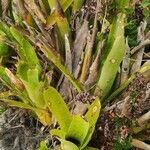 Aechmea nudicaulis habit picture by Flor Alex (cc-by-sa)