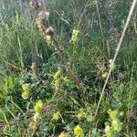 Rhinanthus minor habit picture by Francois Mansour (cc-by-sa)