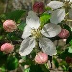 Malus domestica flower picture by Filip Arndt (cc-by-sa)