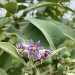 Solanum mauritianum flower picture by martine verger (cc-by-sa)