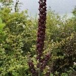 Veratrum nigrum flower picture by Katarina Denac (cc-by-sa)