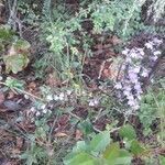 Lobelia puberula habit picture by Eli Small (cc-by-sa)